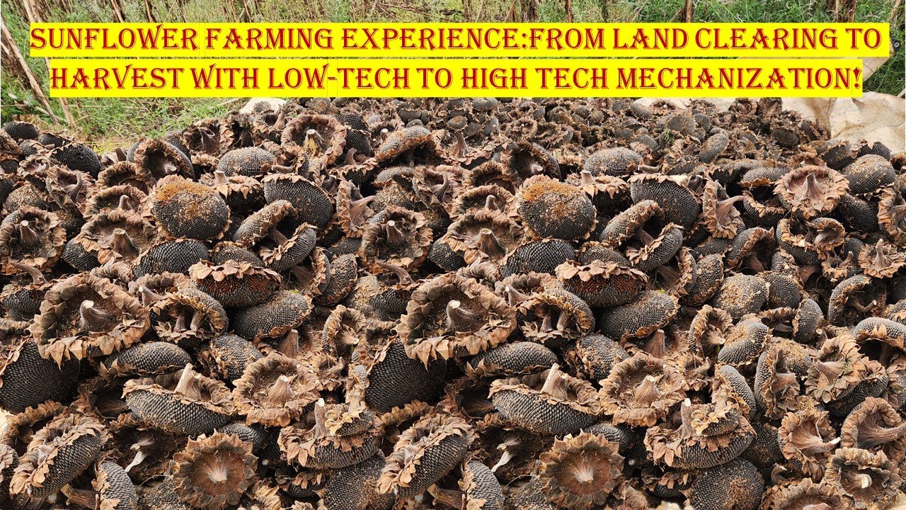 Don't Grow Sunflower For High-Oil Content Without Watching this Episode in 2024!