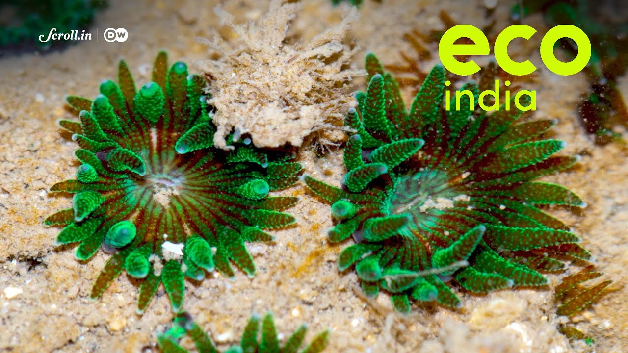 Eco India: Can Mumbai's rich marine life survive amidst growing concretisation and pollution?