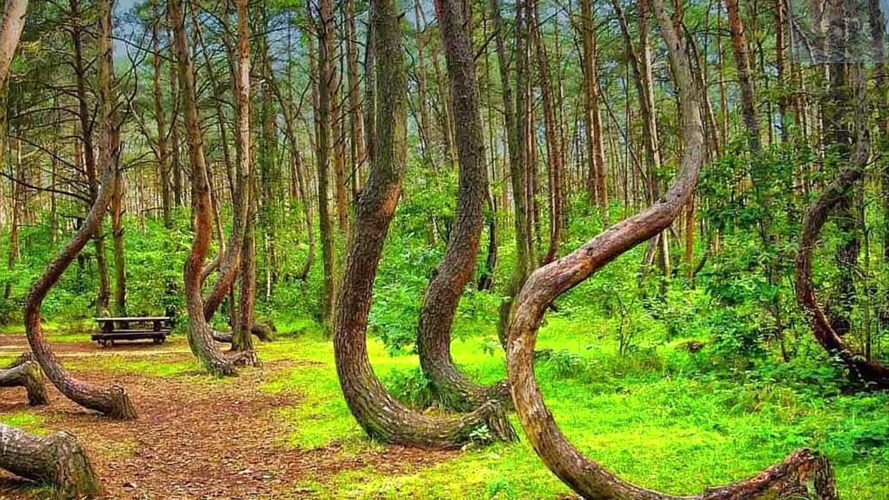 Як ваше серце світ в рану оберне  №36