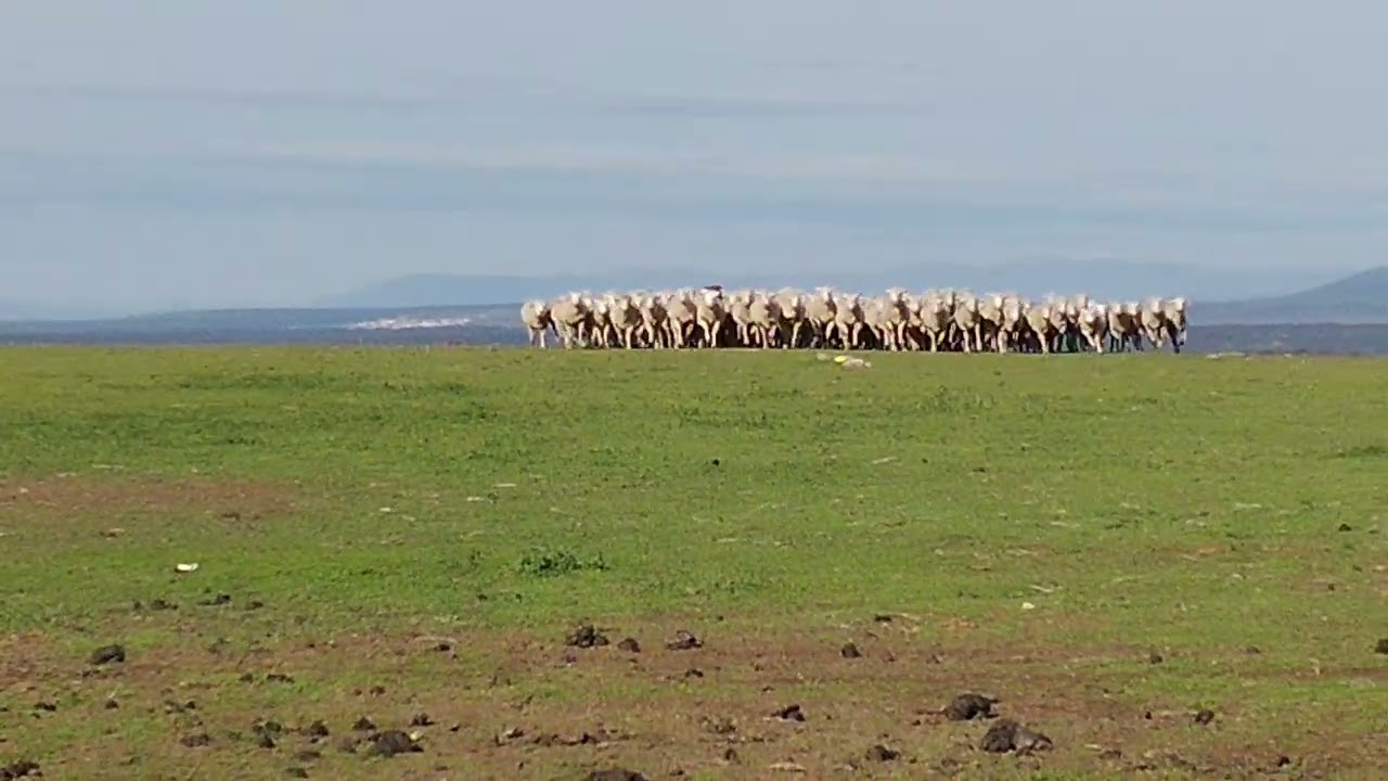 Trabajo real con ovejas  kelpies y border collie .