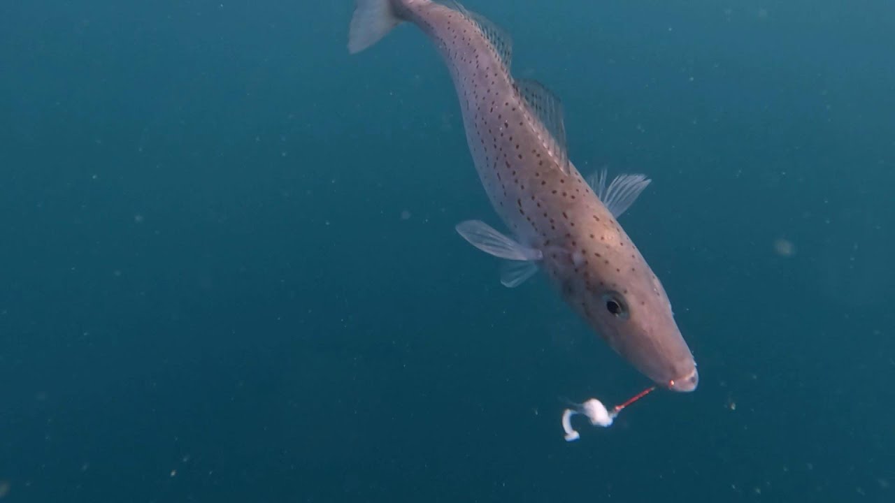 IFISHTV Marion Bay King George Whiting