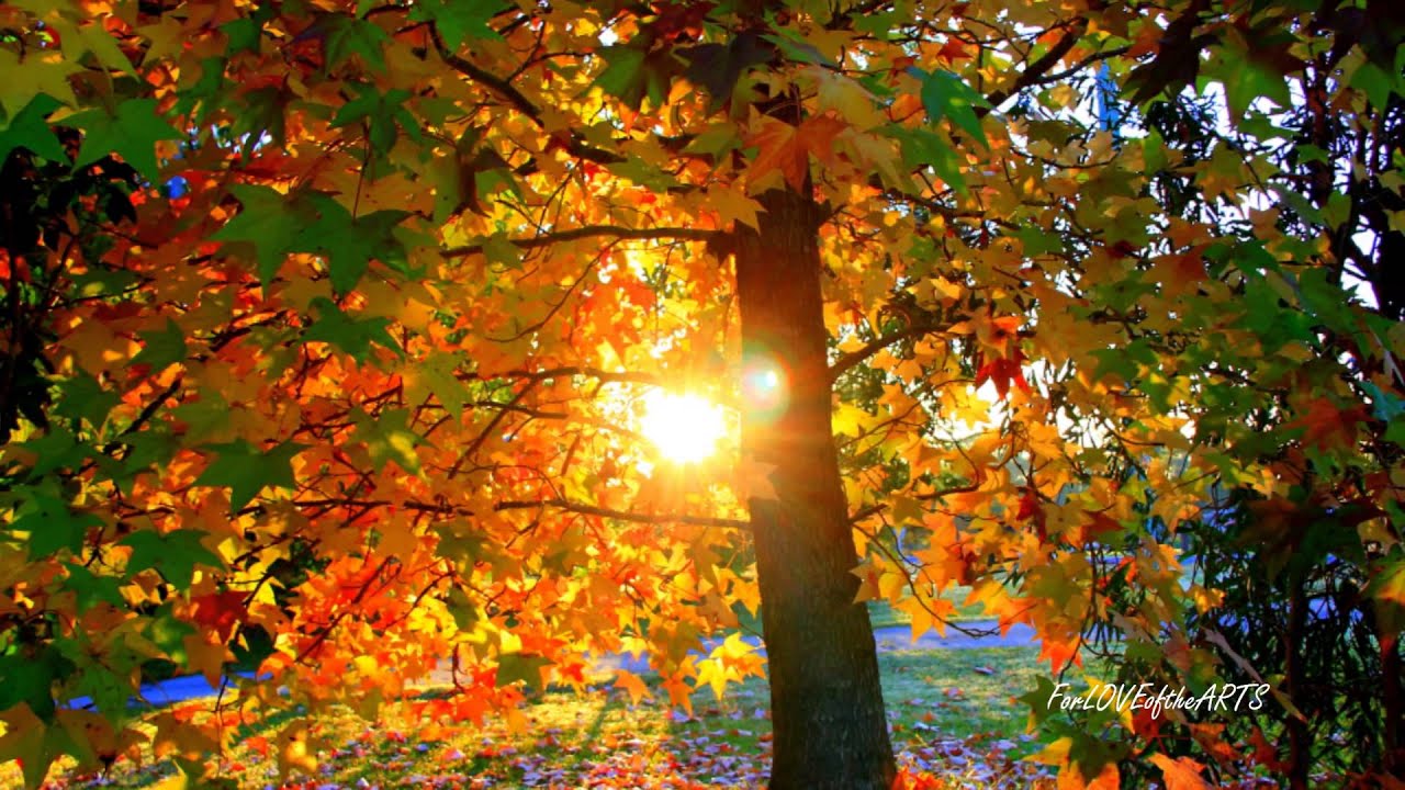 AUTUMN (2nd movement) Antonio Vivaldi