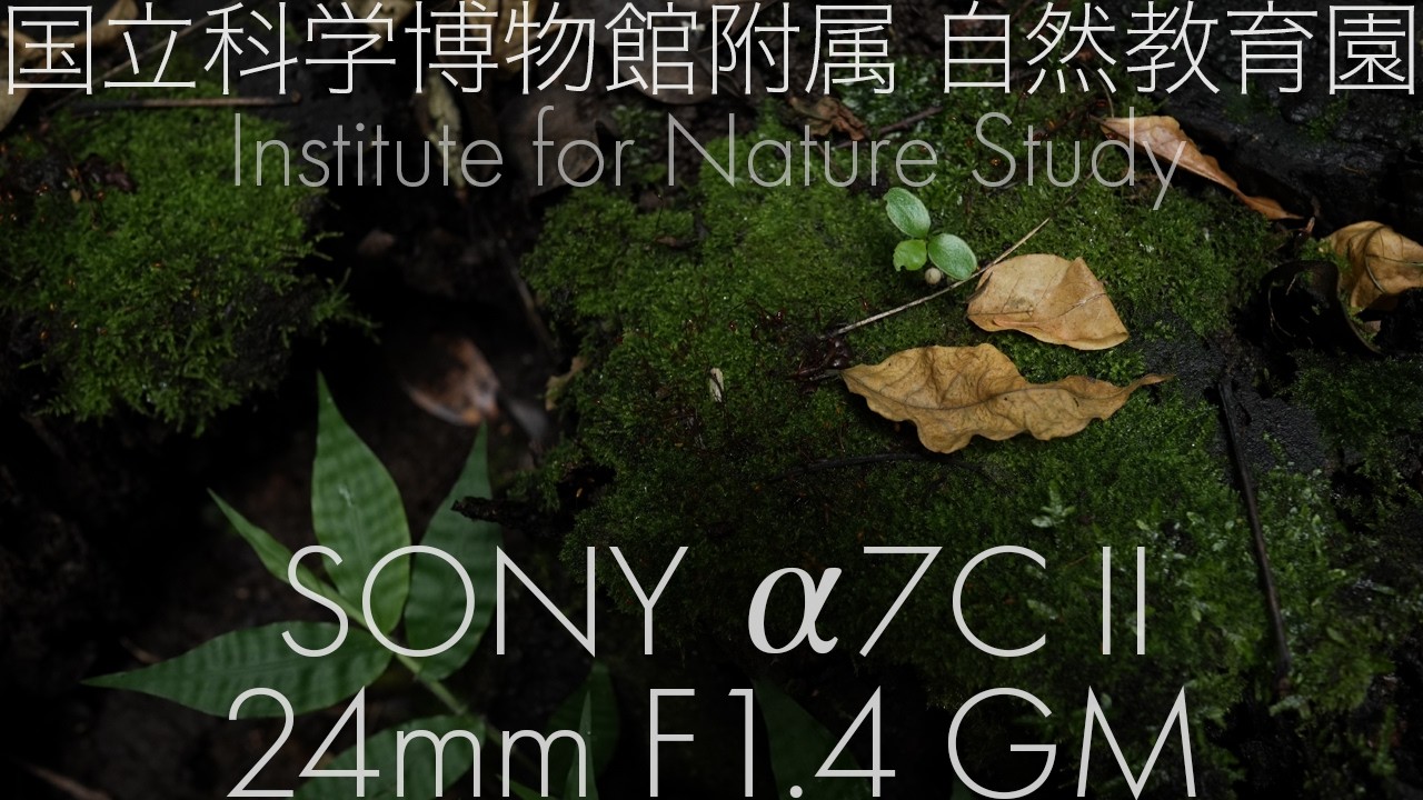 [SONY a7CII | FE 24mm F1.4 GM] 国立科学博物館附属 自然教育園 Institute for Nature Study | Dynamic Active α7CII