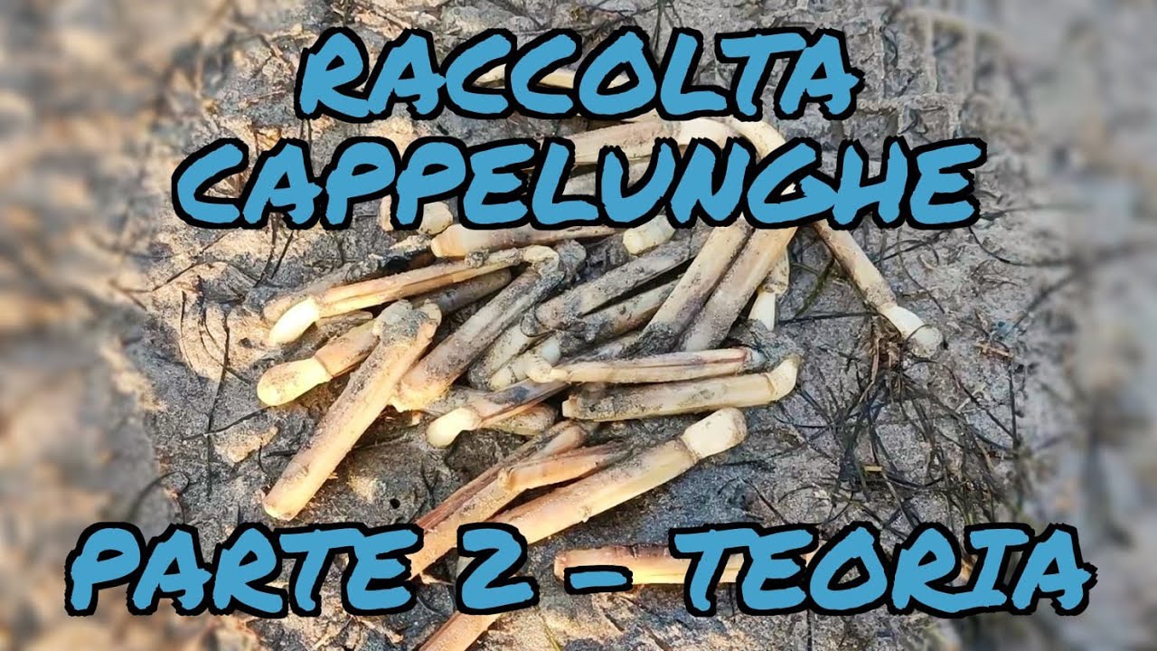 Raccolta delI Cannolicchi o Cappelunghe usando sale marino - PARTE 2 Domande e risposte.