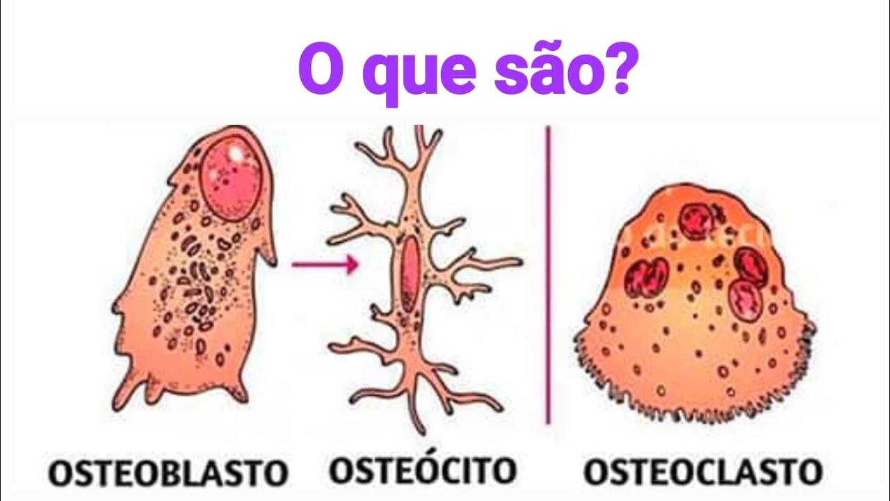 Osteoblastos, Osteoclastos e Oste&oacute;citos