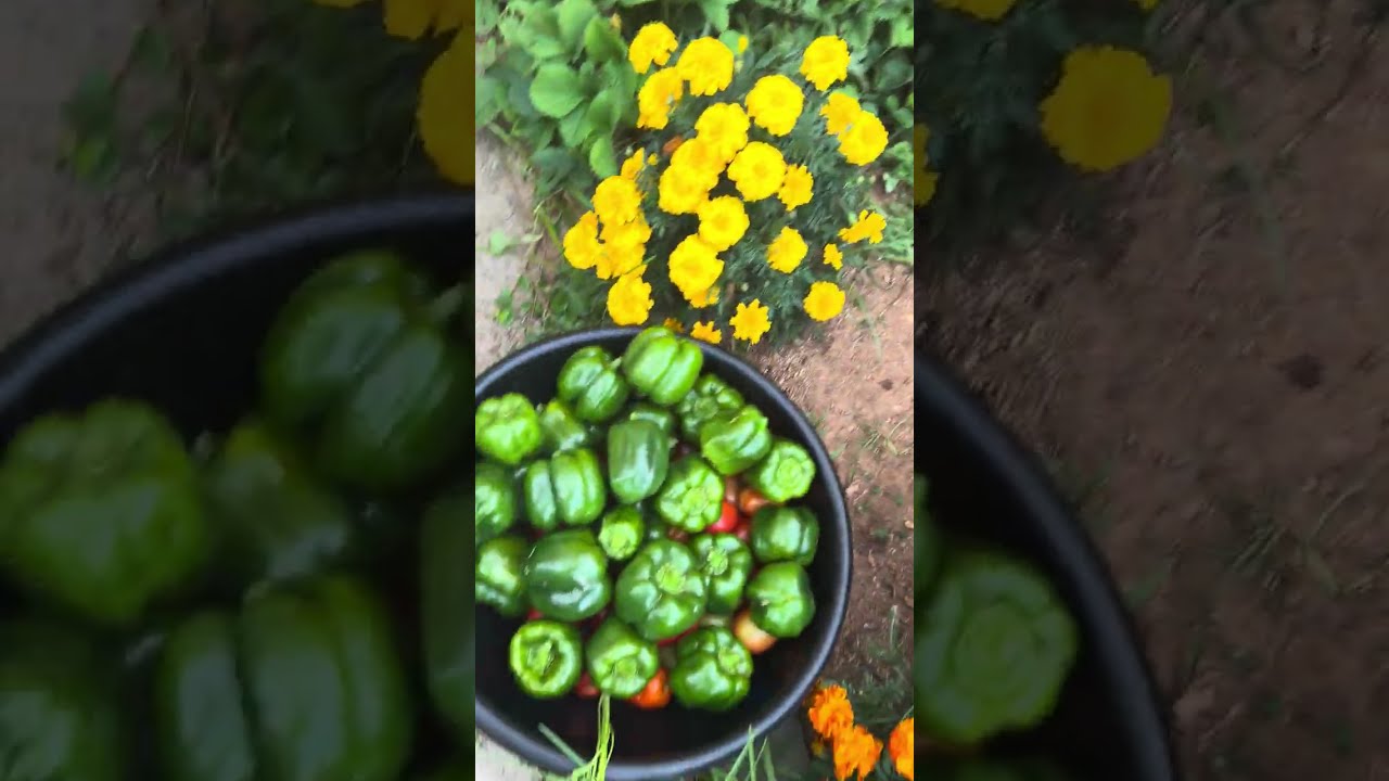 #raw video on first #harvest of the year