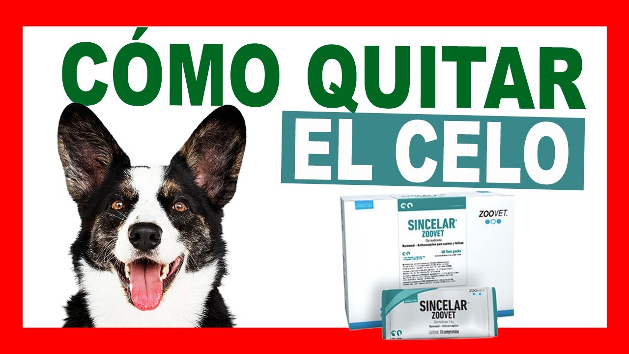 ¿Cómo INTERRUMPIR el CELO en PERRAS con SINCELAR Zoovet?
