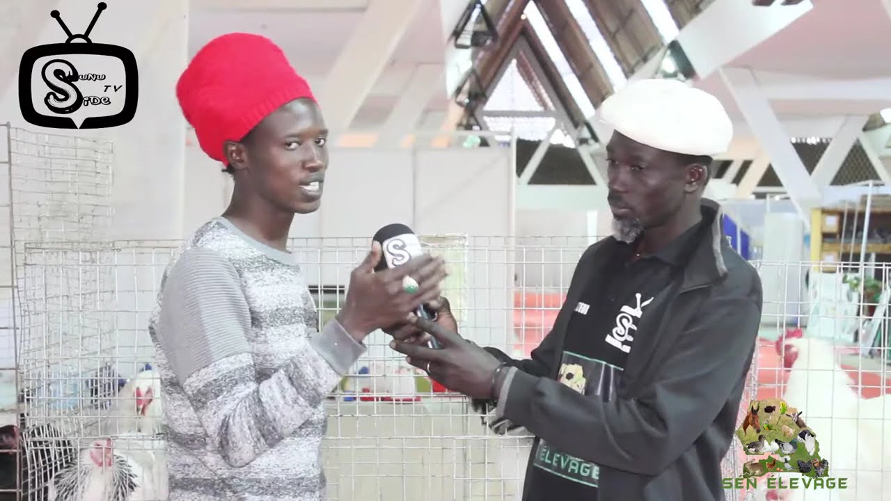Sén Elevage avec BAABA  NDIAYE FOIRE SALADAM