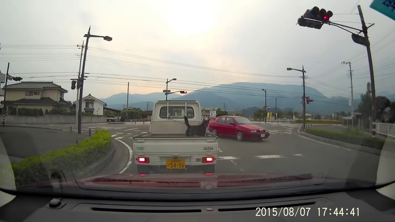 【ドラレコ】犬を荷台に載せて走る軽トラ