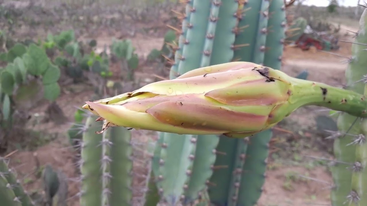 # mostrando Palmas , plantas  +ovelhas + o canto da cajaca de couro 
