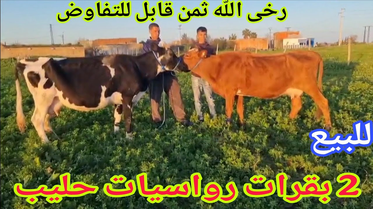 أخير مكاين في رخى💫 2 بقرات حليب إتصل 06.45.95.99.42📞 ألو سي يوسف نواحي الغرب🇲🇦