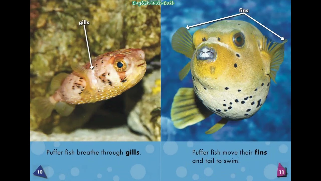 Puffer Fish: Oceans Alive
