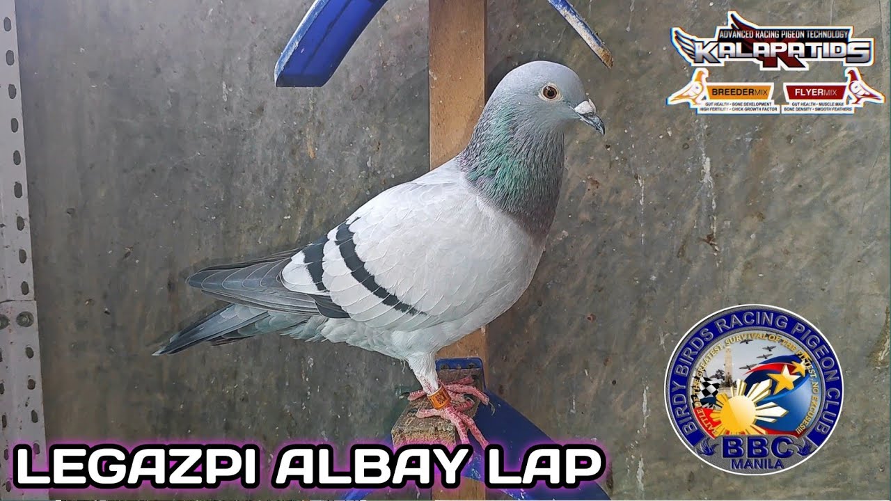 LEGAZPI ALBAY LAP.. BBC MANILA SRD