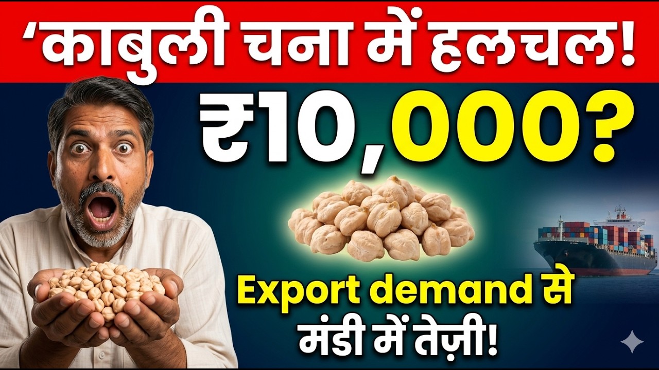 काबुली चना ₹10,000 पार? एक्सपोर्ट डिमांड का असली सच! | Kabuli Chana Bhav