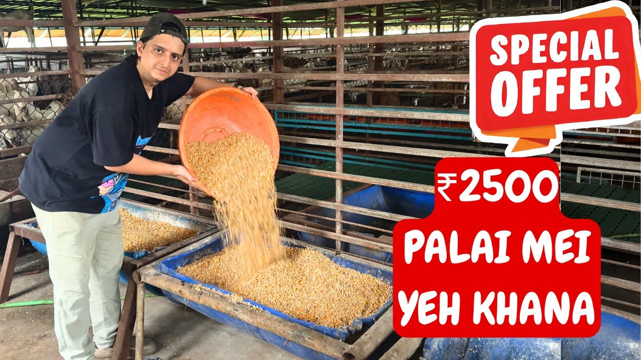 BEST GOAT FEED AT RABIA GOAT FARM MUMBAI | ₹2500/- MONTH PALAI ONLY | BAKRO KI PALAI PE OFFER |