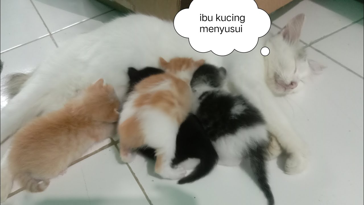 Ibu kucing menyusui 