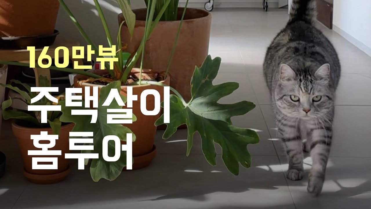 주택살이 1년째, 마리스가 사는 모습 그대로 보여주는 홈투어, 마루네 집들이