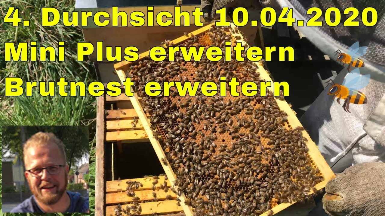 4.  Durchsicht 10.04.2020 Mini Plus erweitern, Brutnest erweitern *4K*