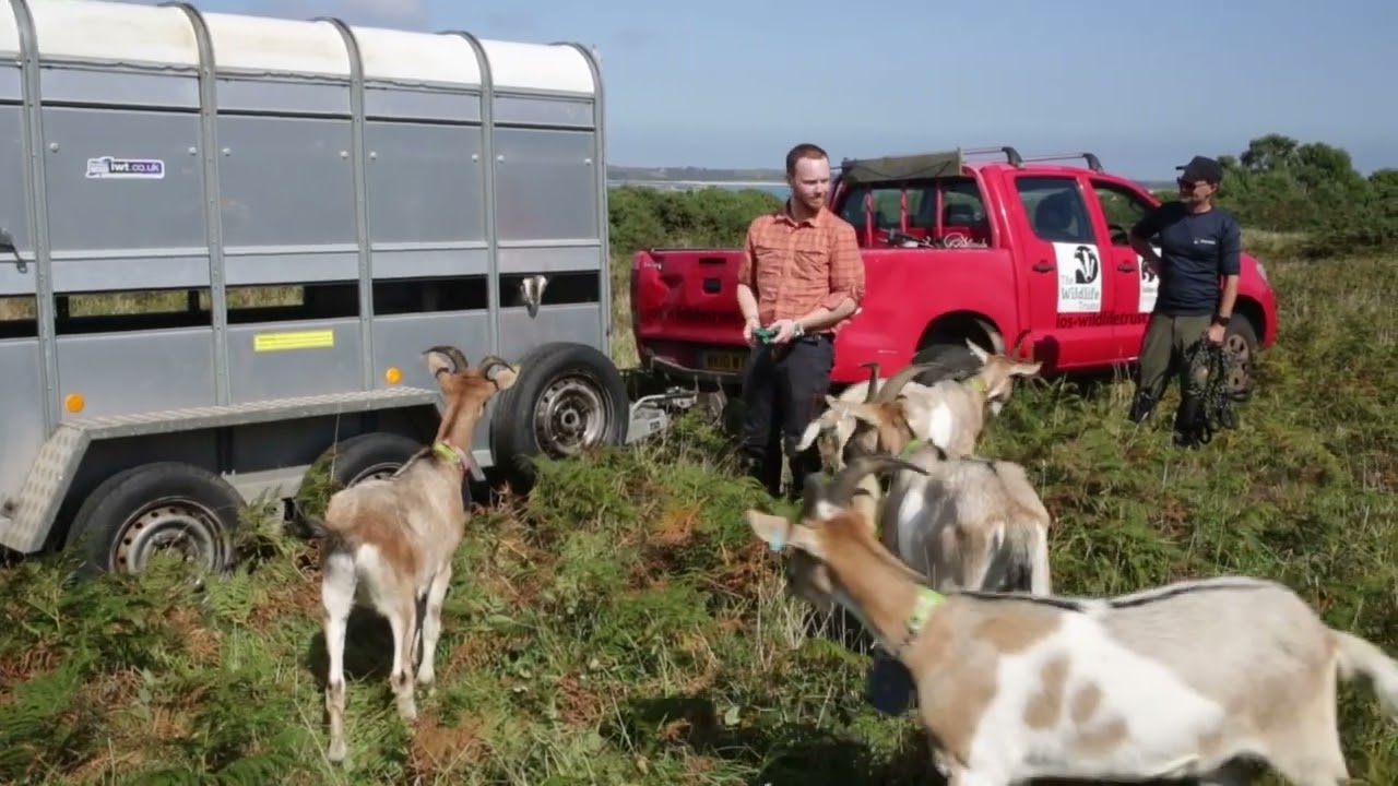 Scilly Billy Goat Documentary