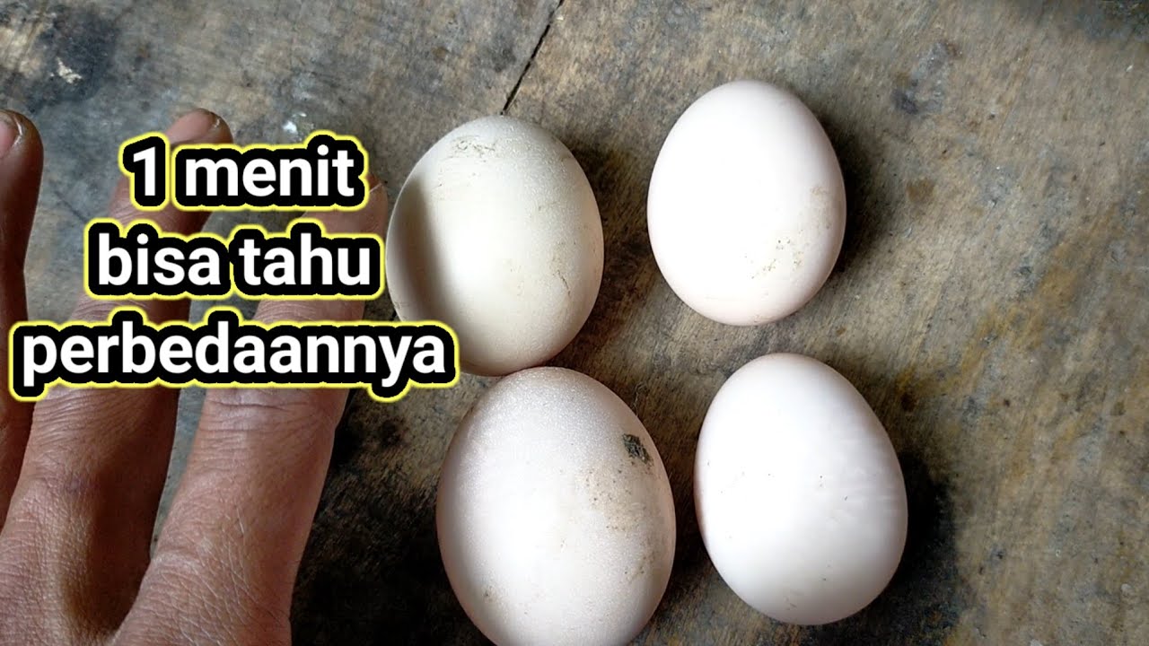 Cara Mengetahui Perbedaan Telur Ayam Bangkok dan  Ayam Kampung Asli 