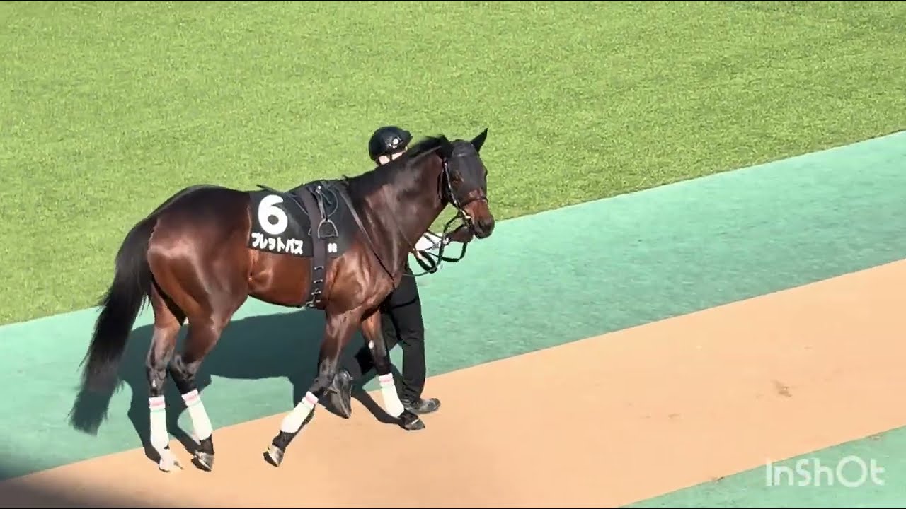 2026.2.1 ブレットパス 東京9R セントポーリア賞 1勝クラス 芝1800