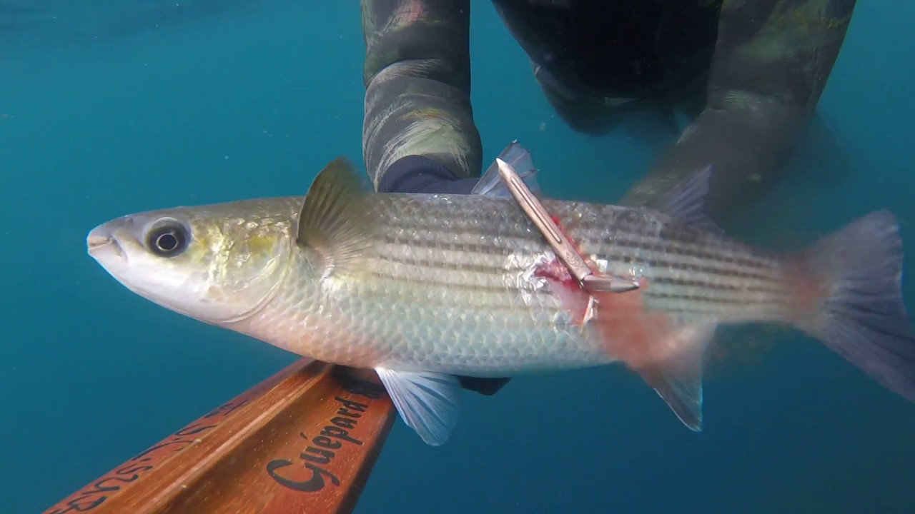 Agguato a un.bel muggine nelle stupende acque di chia..GUEPARD 80 s.c.