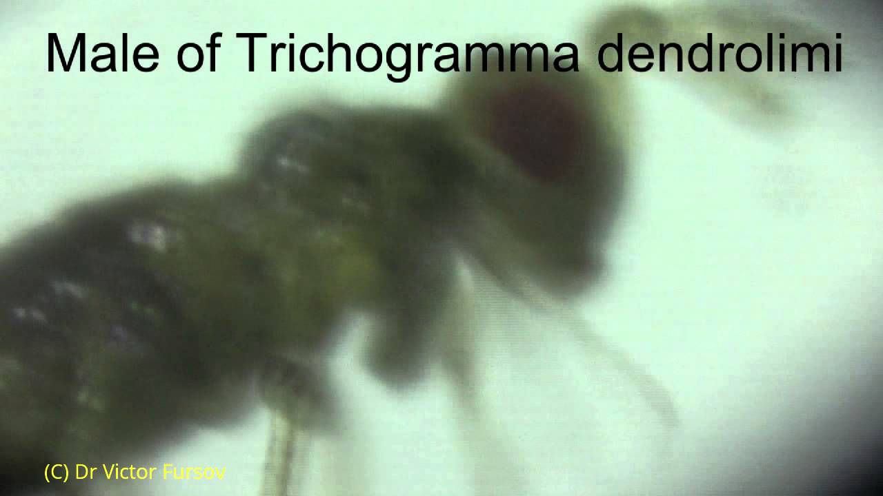Under Microscope: Parasitic Wasp Trichogramma dendrolimi in Turkey - Size 0,5 mm