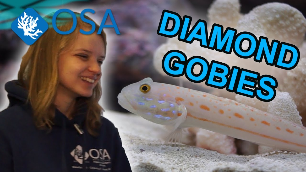 Diamond Gobies with Salty Ali