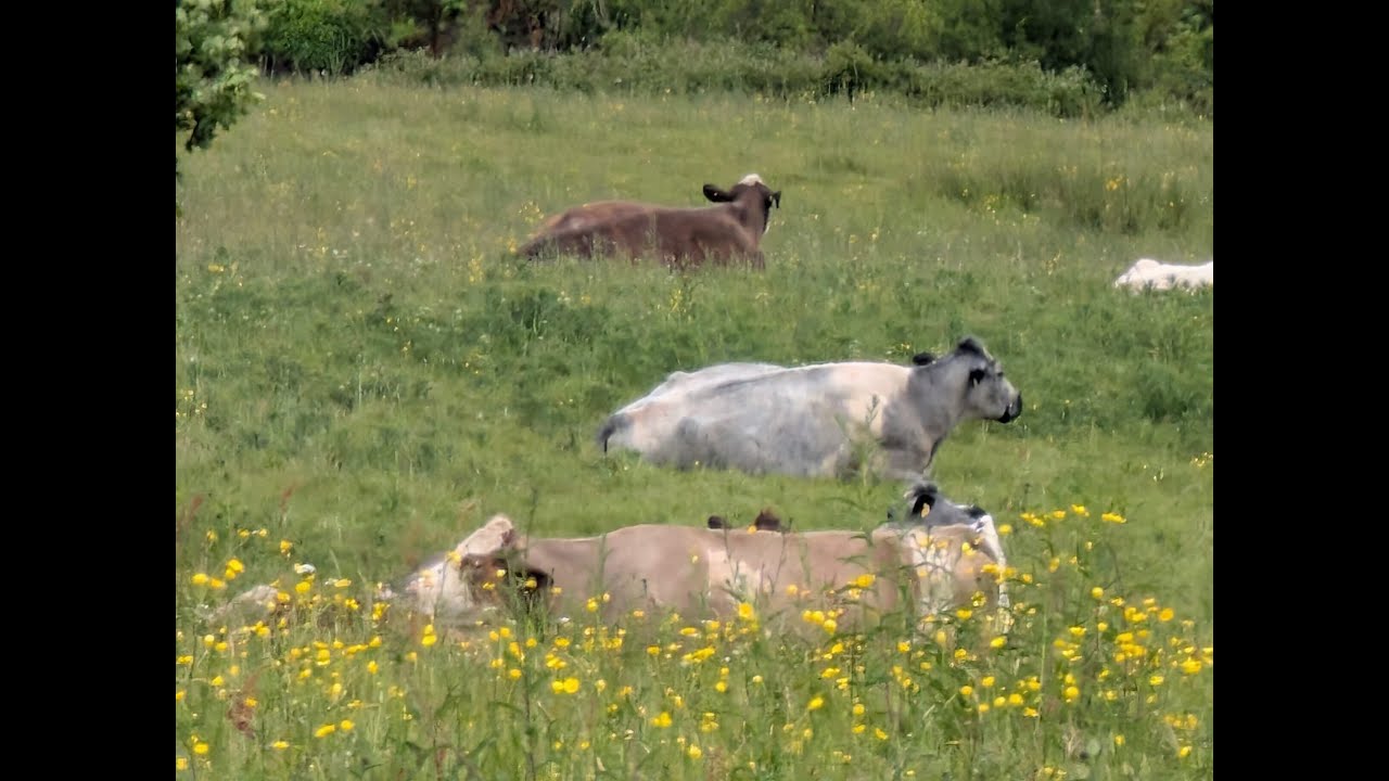 Buttercup meadows and verges