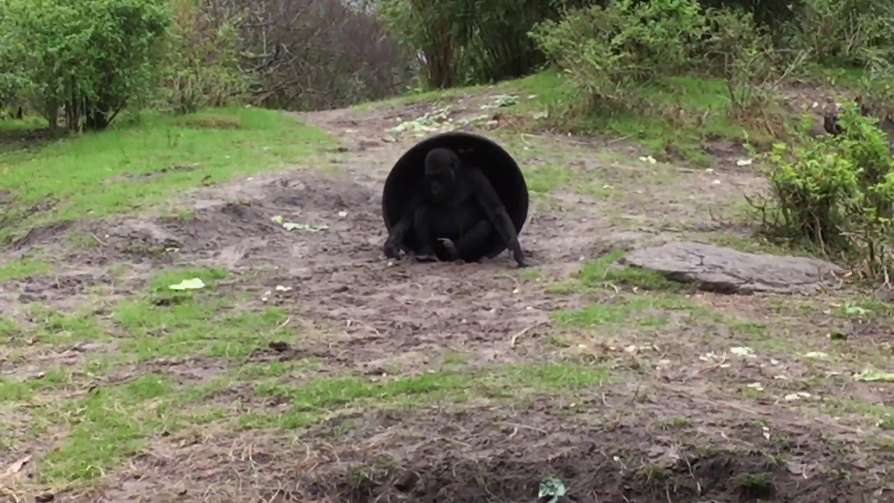 Baby gorilla evolves into turtle