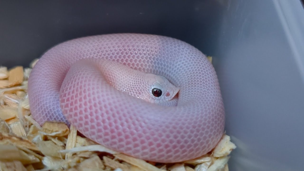 A closer look at the entire leucistic hognose snake clutch