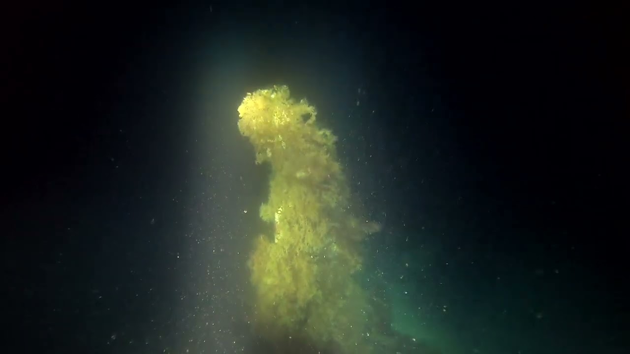 SSI Night Diving and Limited Visibility