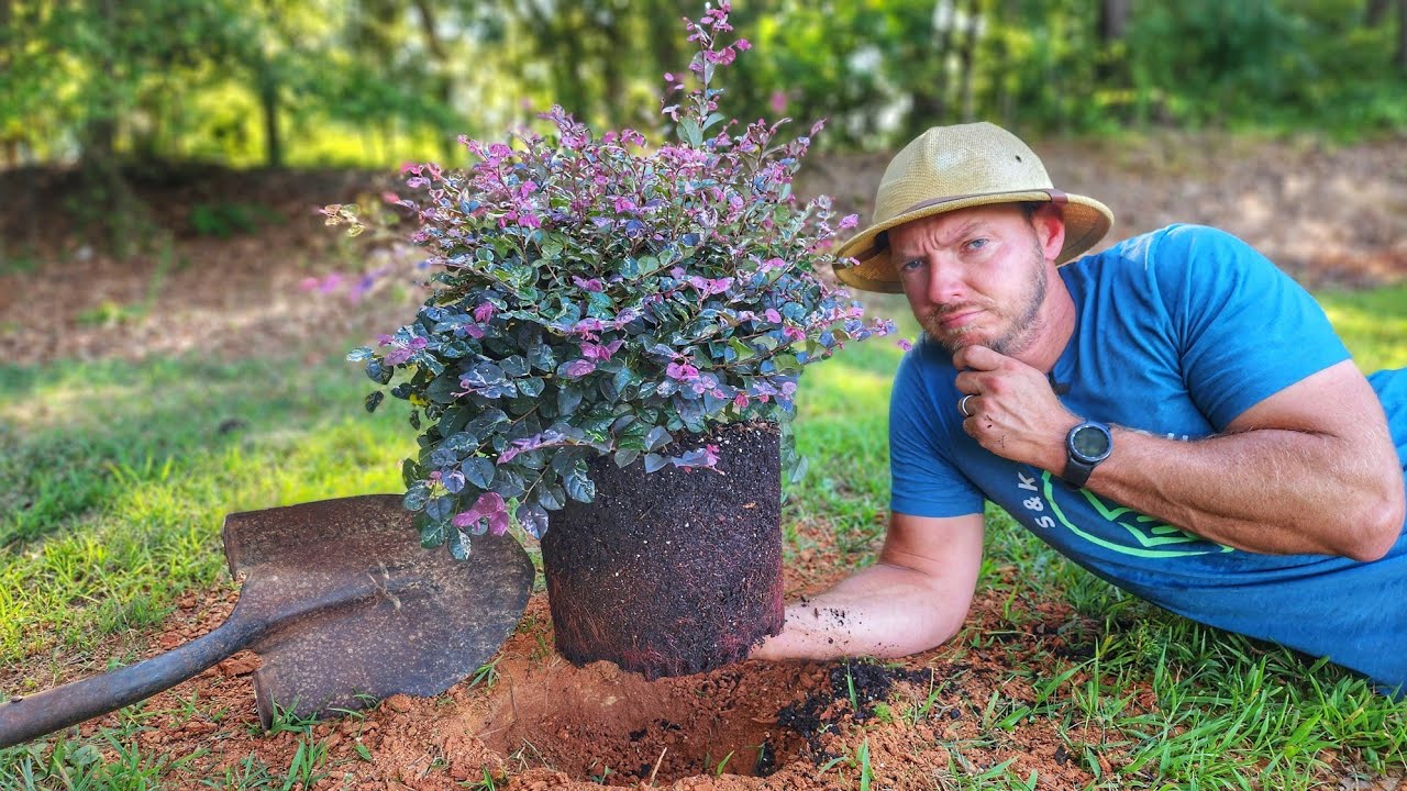 STOP Planting Shrubs Like This! (Top 5 Mistakes)