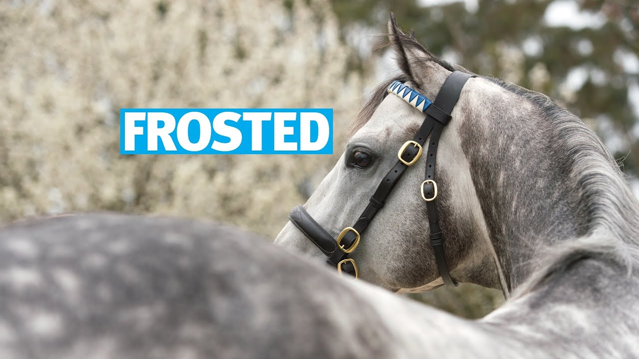 Frosted stallion show with Kate Galvin