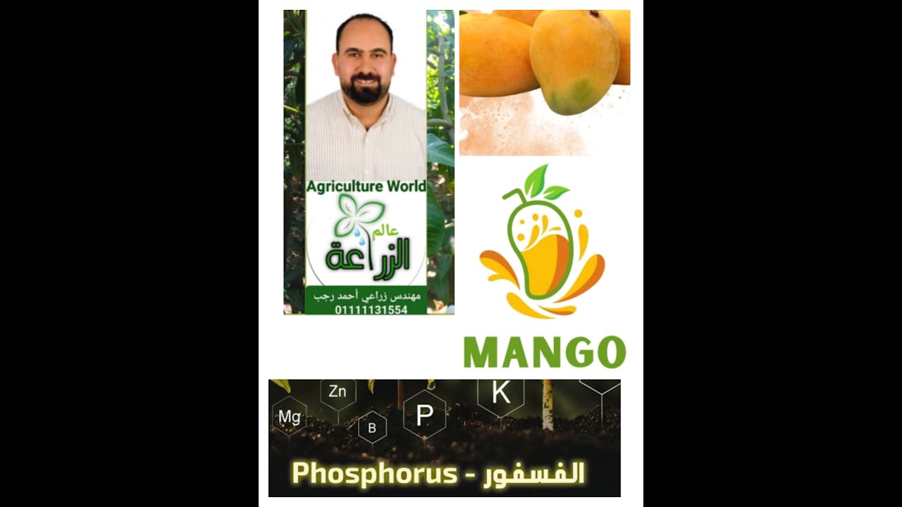 عنصر #الفوسفور_ودوره_وأهميته ومصادره ومعدلات إستخدام #حامض_الفوسفوريك وبديله #السوبر_فوسفات وأنواعه