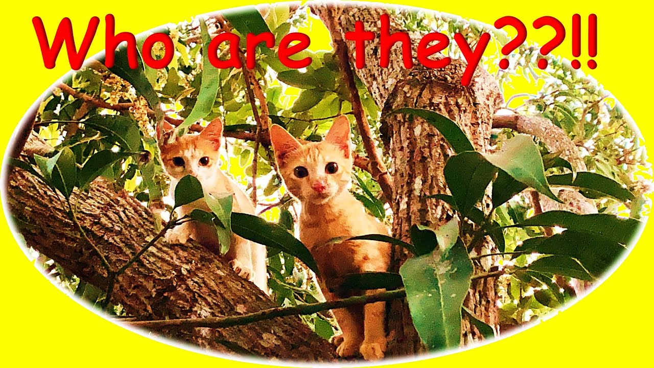 Beautiful Kittens in my Garden | Strangers  | Storytime With Frozendoll