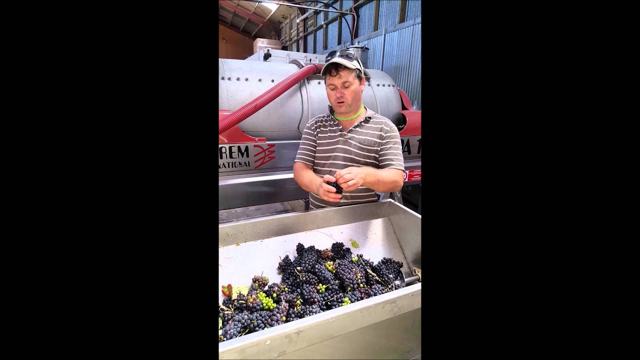 How to Make Verjuice from Grapes in the Winery