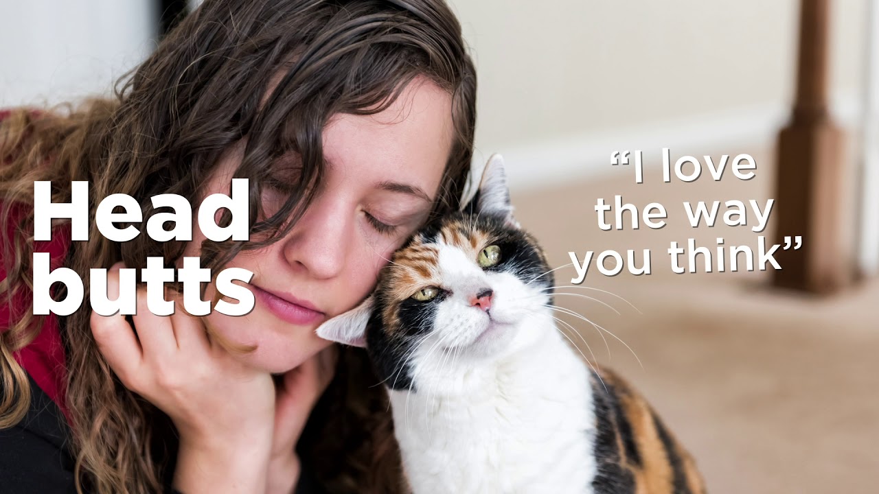 How Cats Show Affection