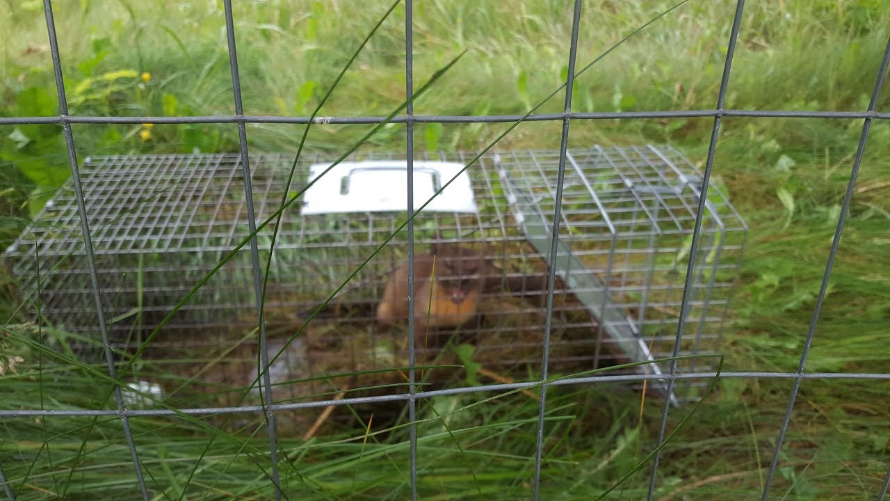 Catching the Pine Marten that Killed our Chickens !!!