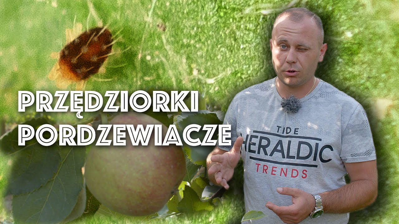 Przędziorki i pordzewiacze w sadzie? Krótko i na temat.