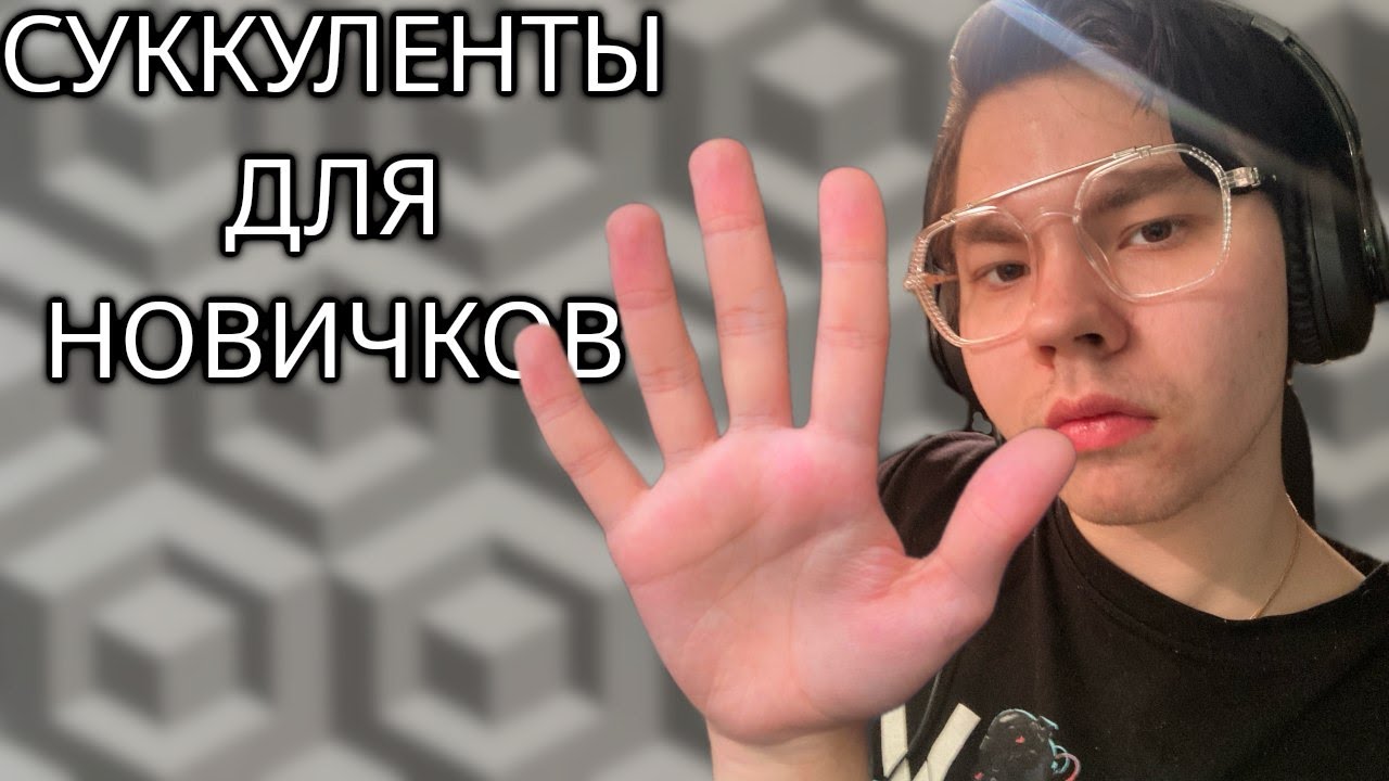5 лучших СУККУЛЕНТОВ для НАЧИНАЮЩИХ