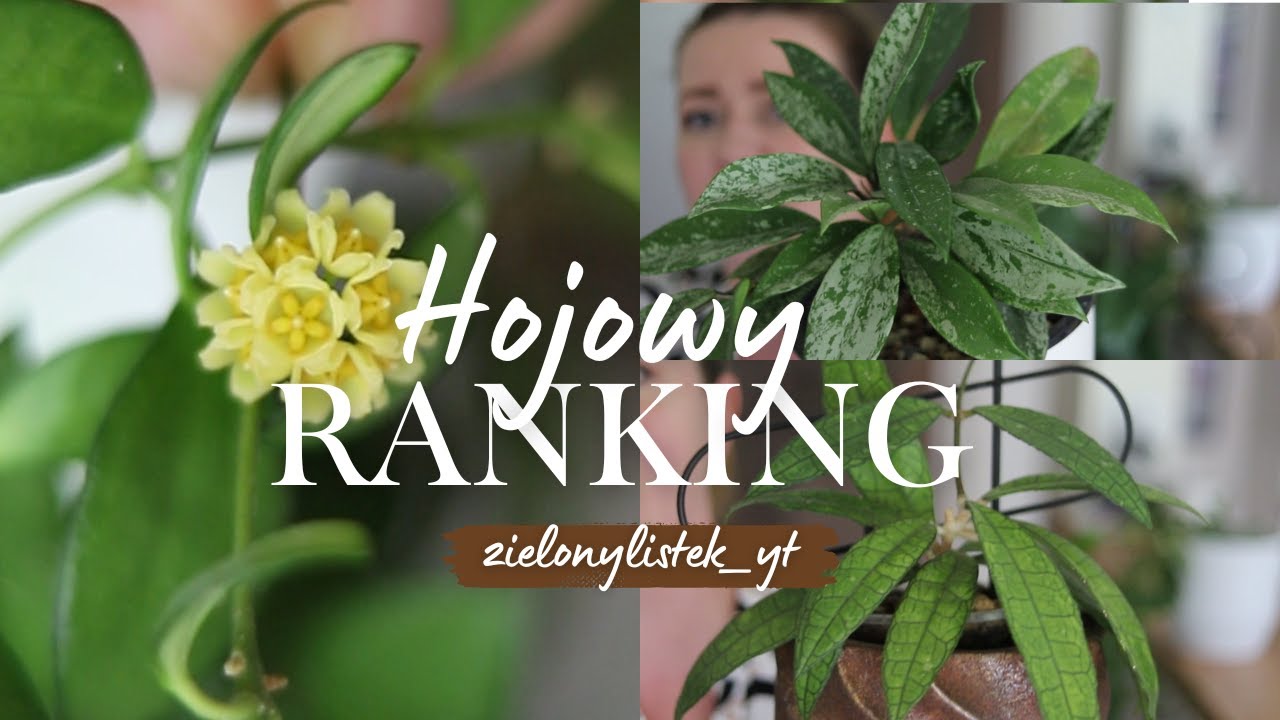 💥💥Hojowy Ranking💥💥9 ciekawych odmian: kwiaty, hoje szybko rosnące, zaskoczenia, powroty
