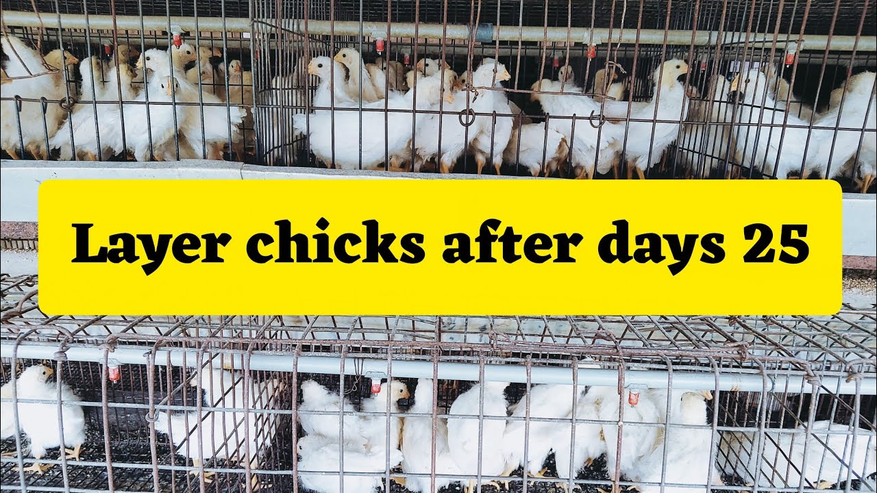 कैसे ख्याल रखें layer chicks का 25 दिन के बाद ?#layer poultry chicks #अंडा farming के चूज़े #मुर्गी 