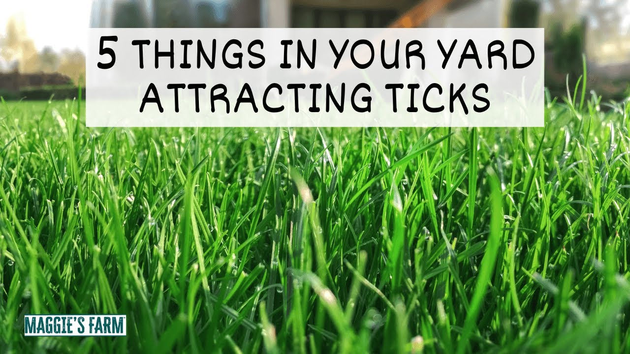 5 Things in Your Yard Attracting Ticks