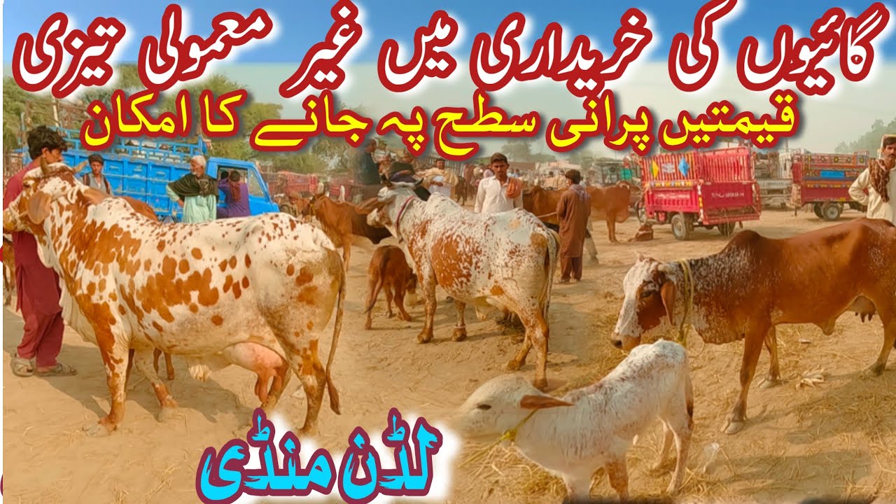 TODAY lUDDAN MANDI TOP QUALITY DESI COWS PRICE UPDATE || Sahiwal Cholistani Cow || Dairy Farming