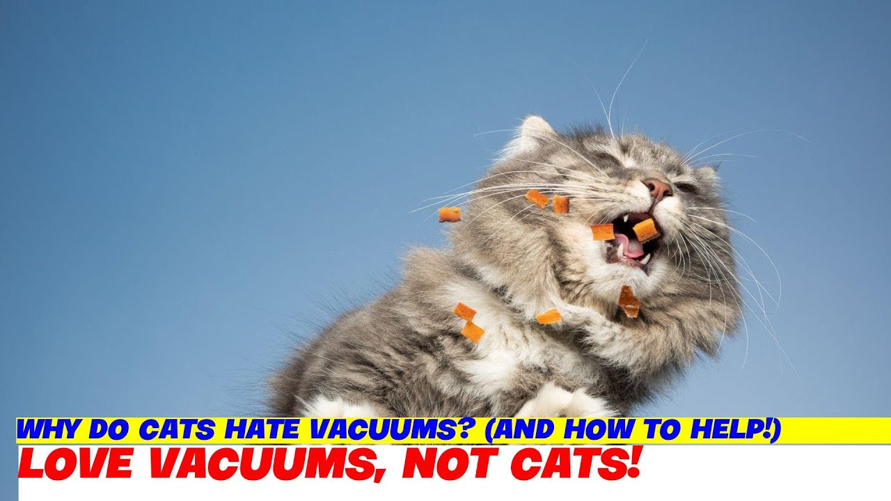 Why Do Cats Hate Vacuums? (And How To Help!)