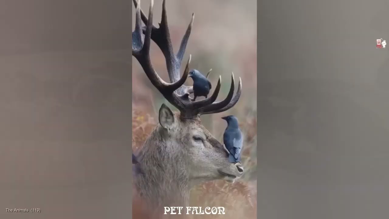 You Laugh You Lose 😼 Funniest Cat Videos Ever 2026