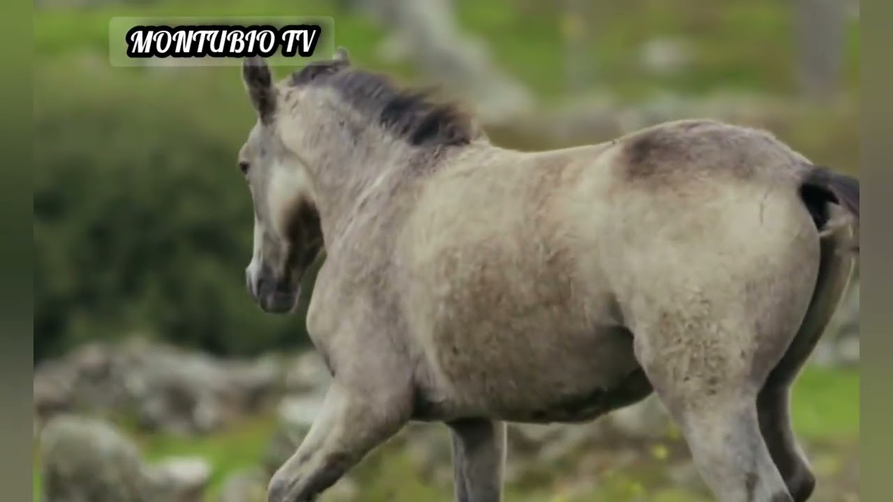 ANIMALES DE CAMPO - VACAS CABALLOS