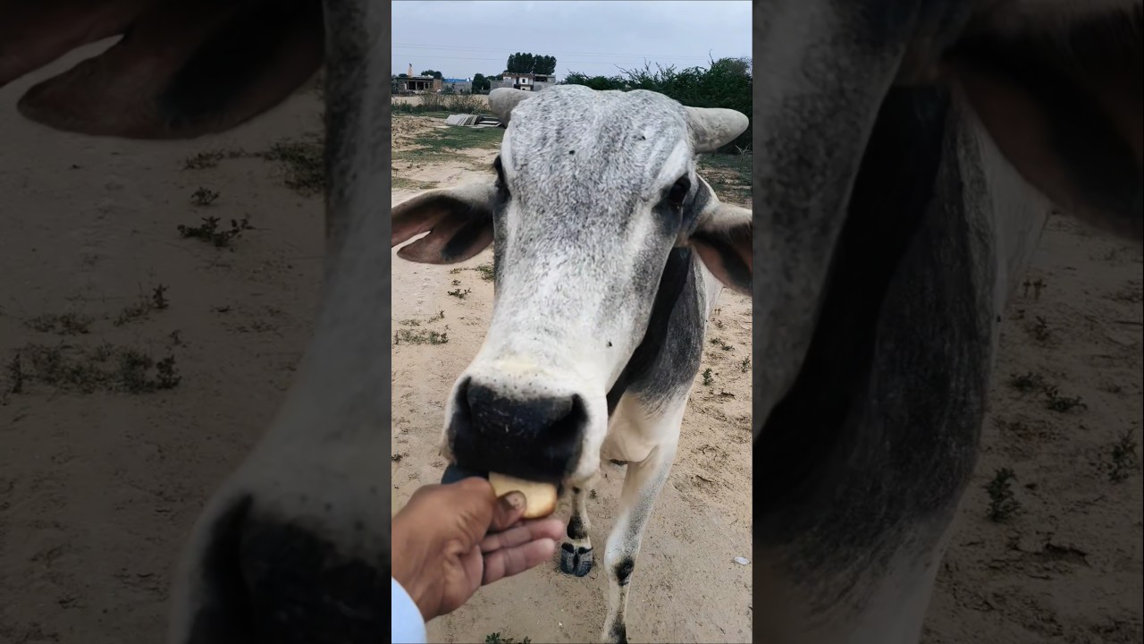 Wait for his reaction! 🐮🍪 #shorts #animals #bull #cowlove