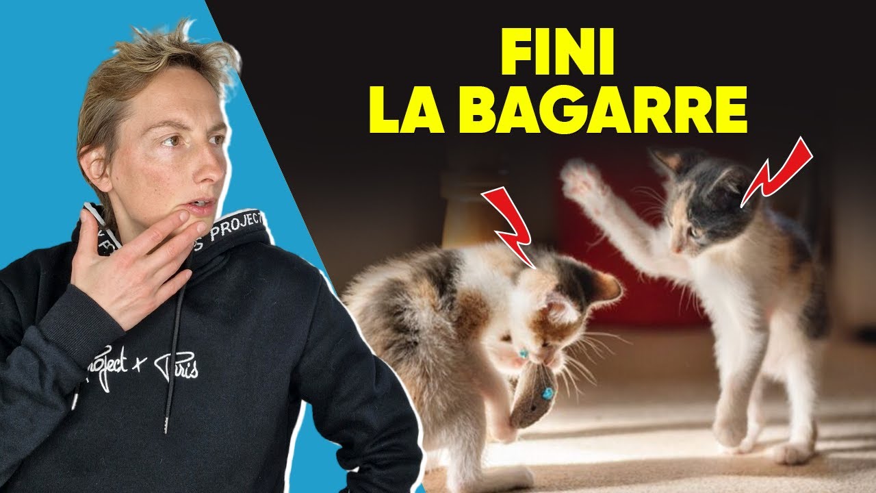 Mes Chats Se Battent